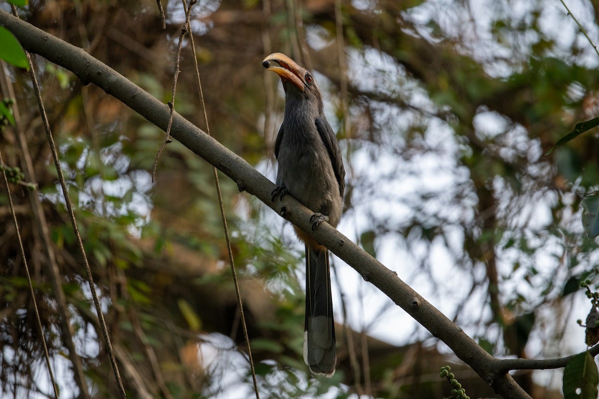Malabar Gray Hornbill - ML647339774
