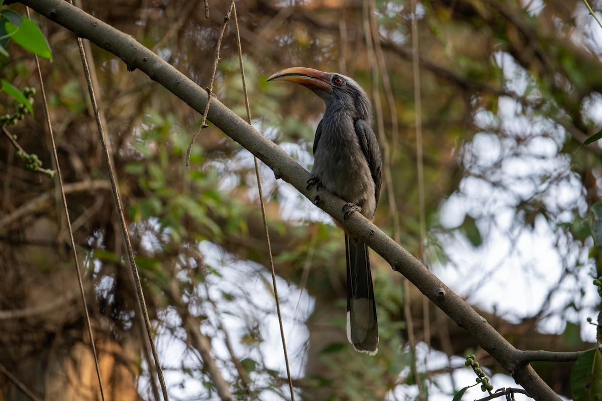 Malabar Gray Hornbill - ML647339775