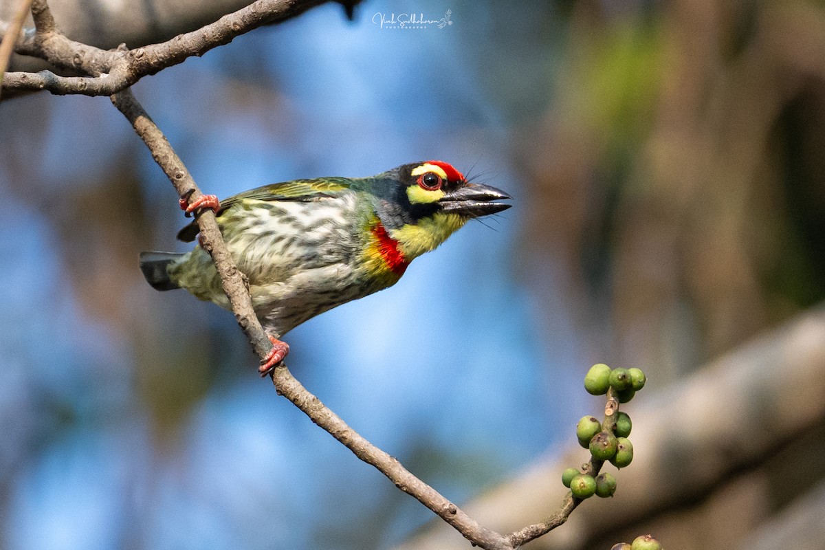 Coppersmith Barbet - ML647339782