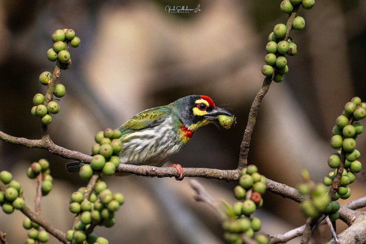 Coppersmith Barbet - ML647339783