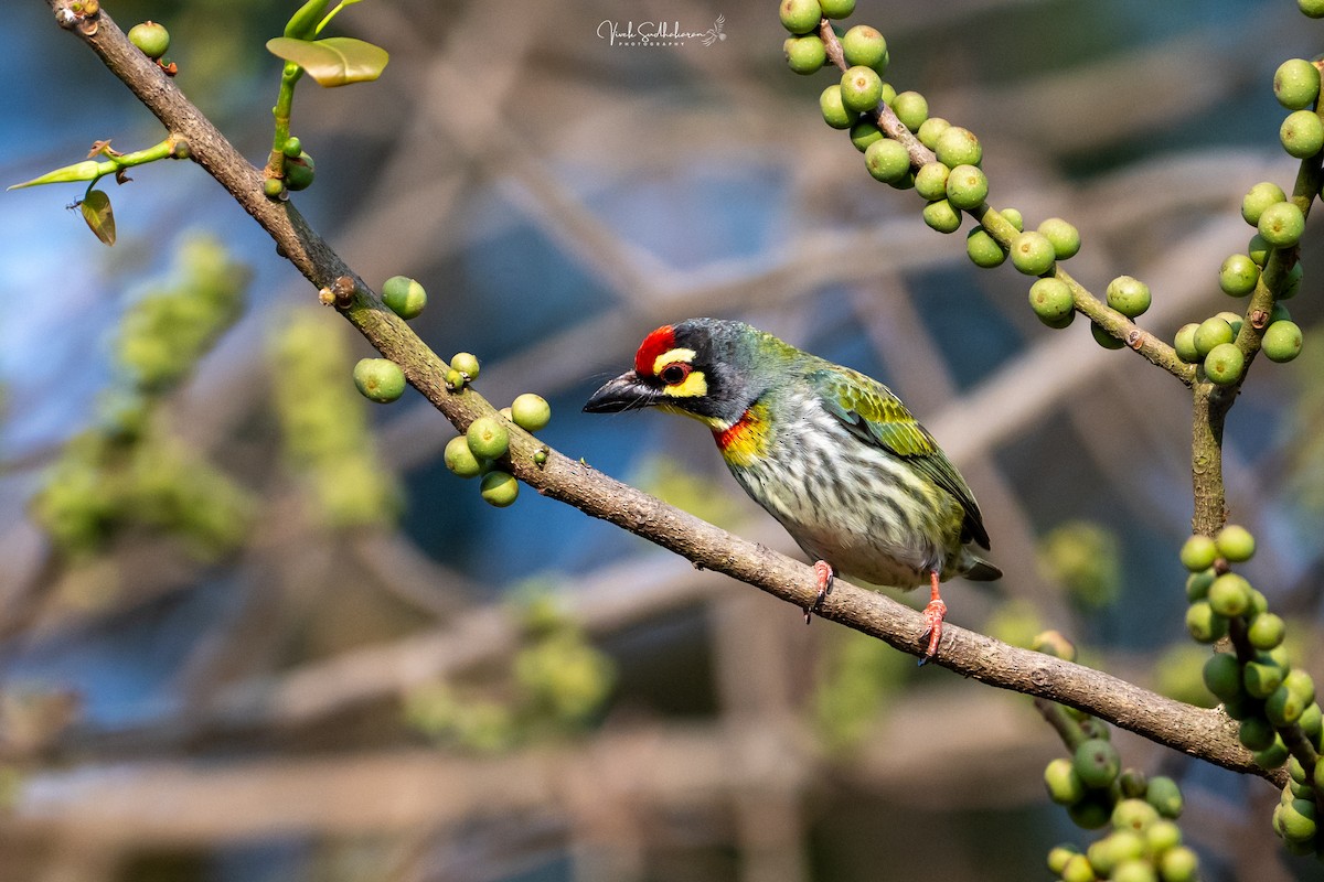 Coppersmith Barbet - ML647339784