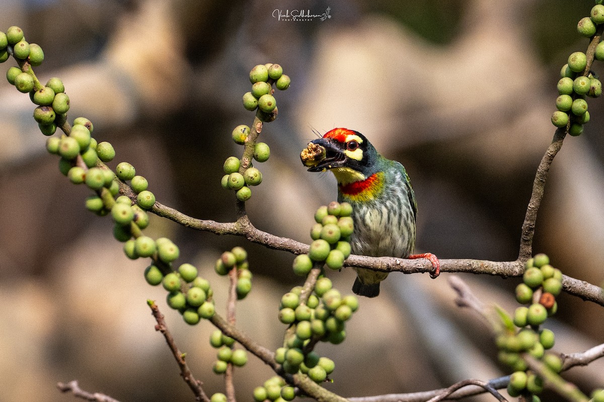 Coppersmith Barbet - ML647339785