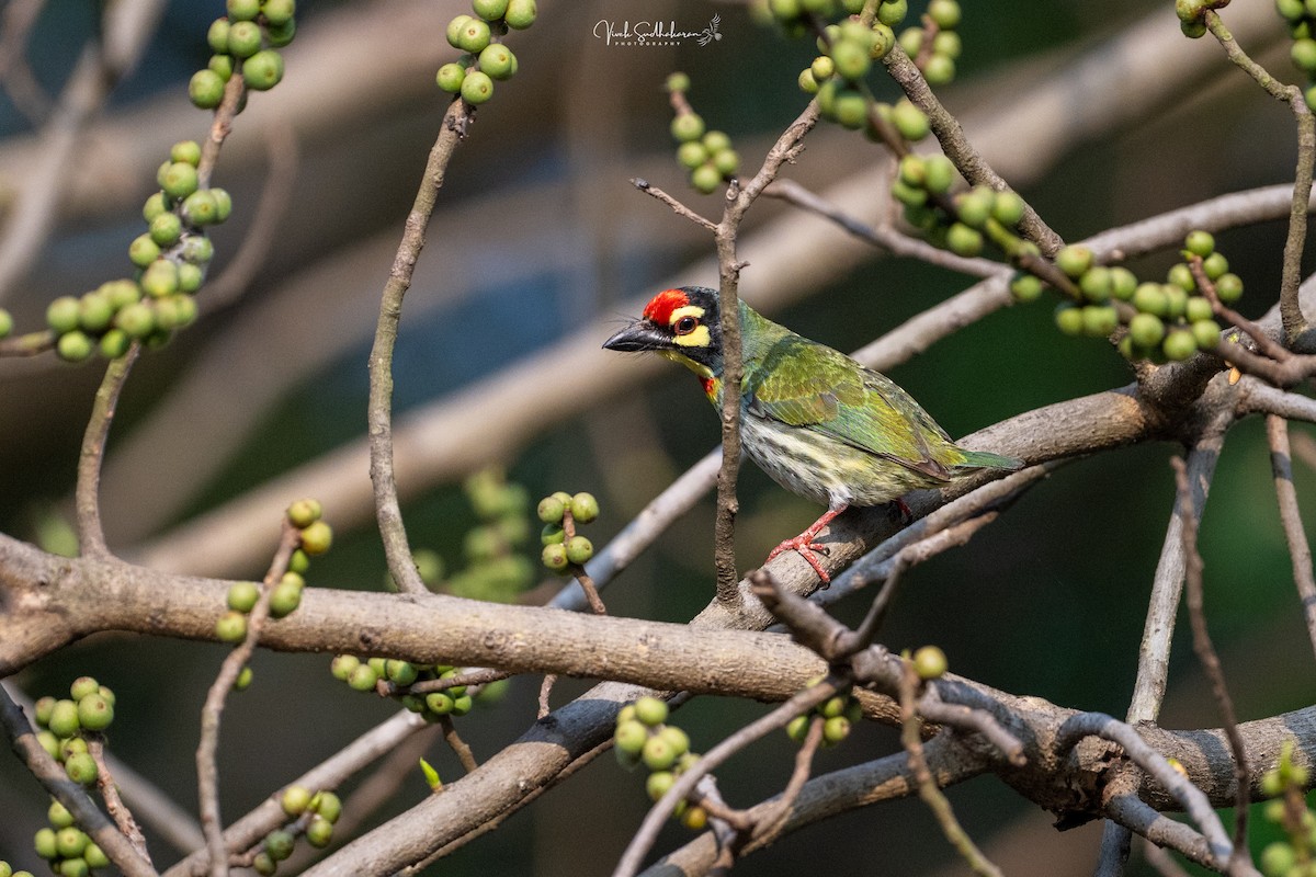Coppersmith Barbet - ML647339786