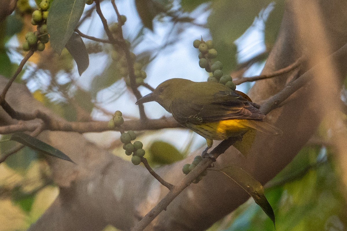 Indian Golden Oriole - ML647339791