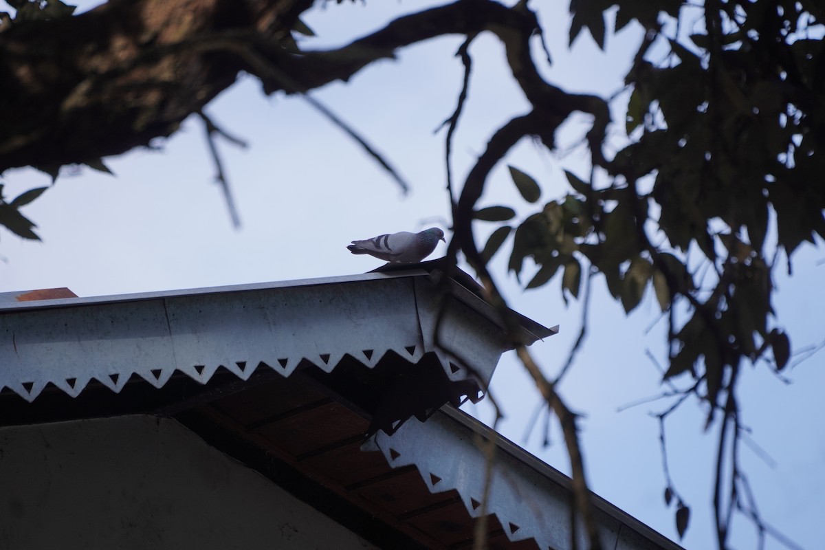 יונת בית - ML647339793