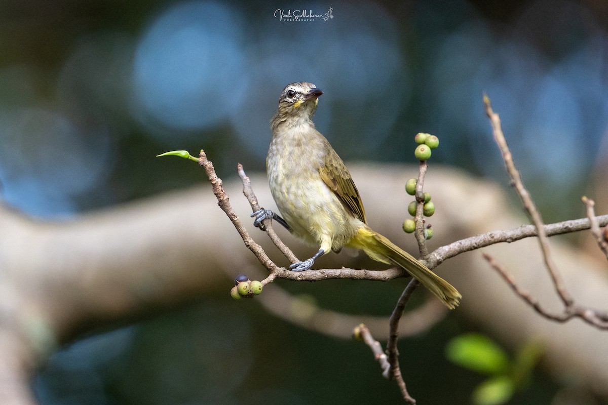 White-browed Bulbul - ML647339795