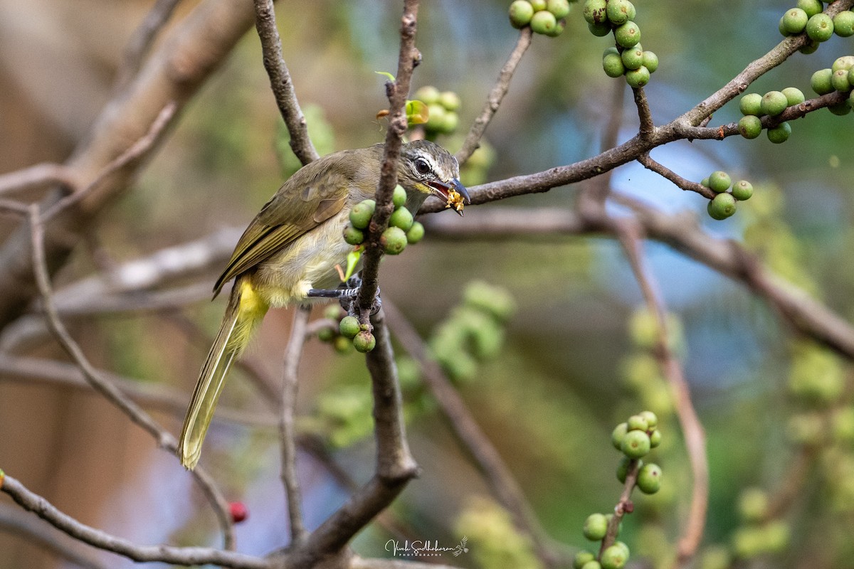 White-browed Bulbul - ML647339796
