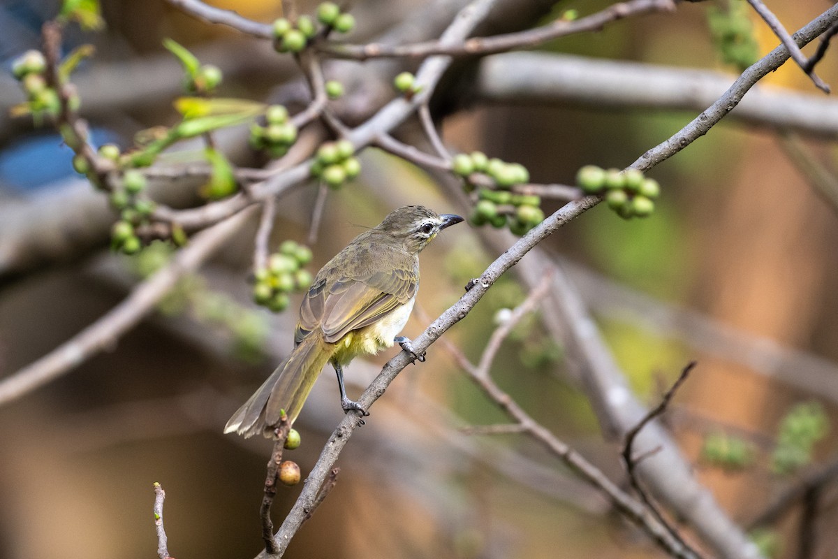 White-browed Bulbul - ML647339798