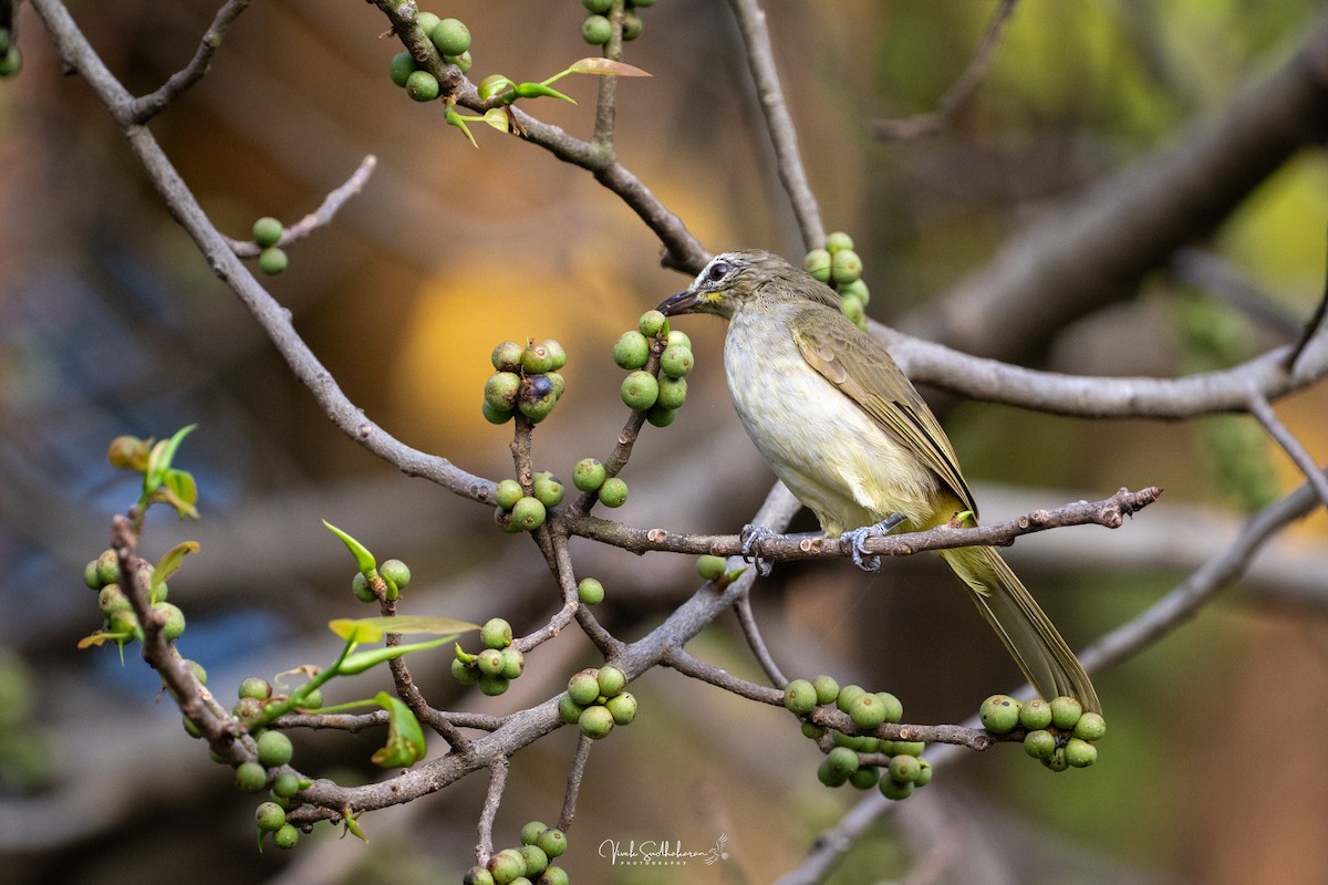 White-browed Bulbul - ML647339799