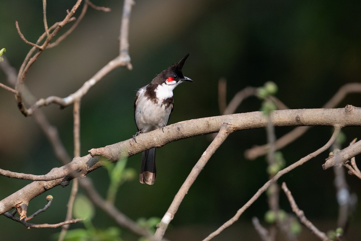 Red-whiskered Bulbul - ML647339801