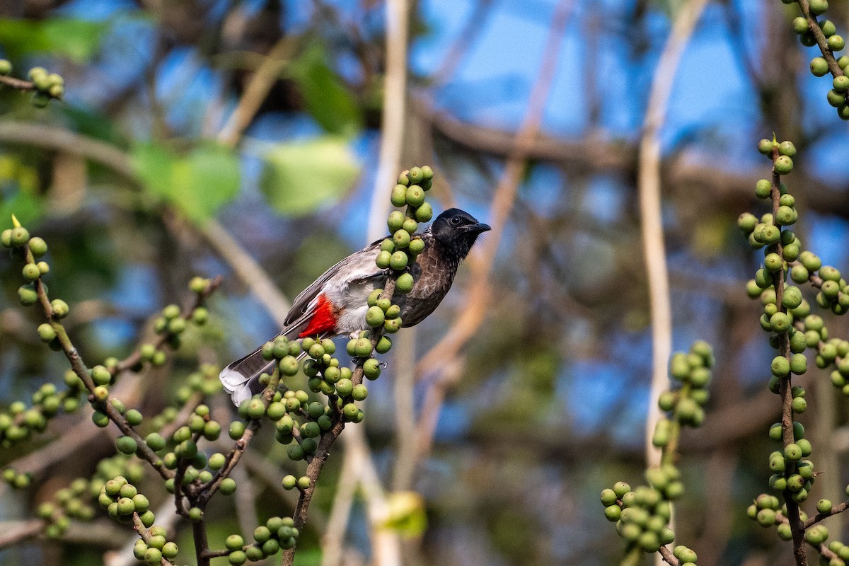 Red-vented Bulbul - ML647339803