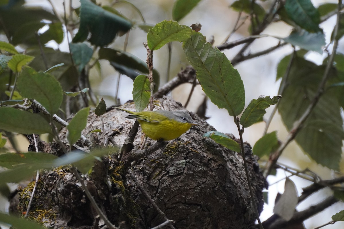 Gray-hooded Warbler - ML647339804