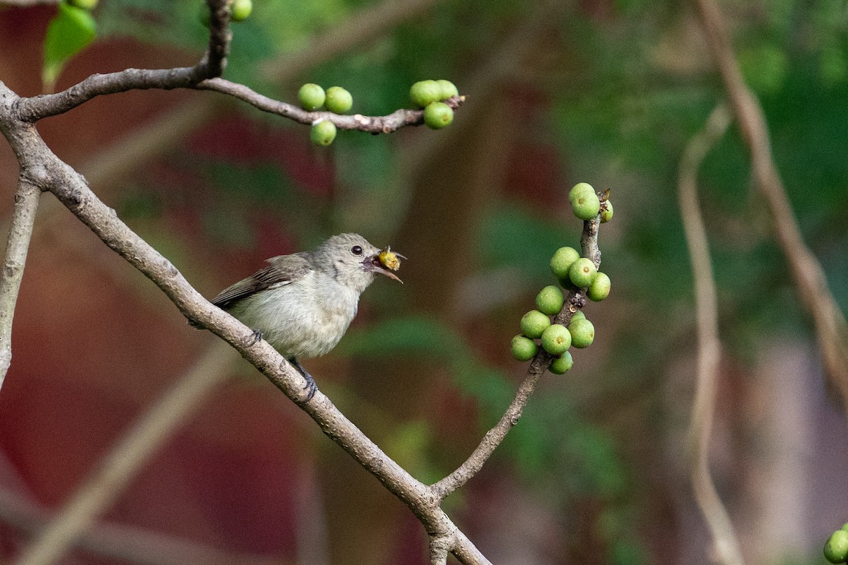 Pale-billed Flowerpecker - ML647339808