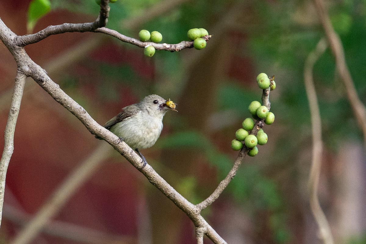 Pale-billed Flowerpecker - ML647339809