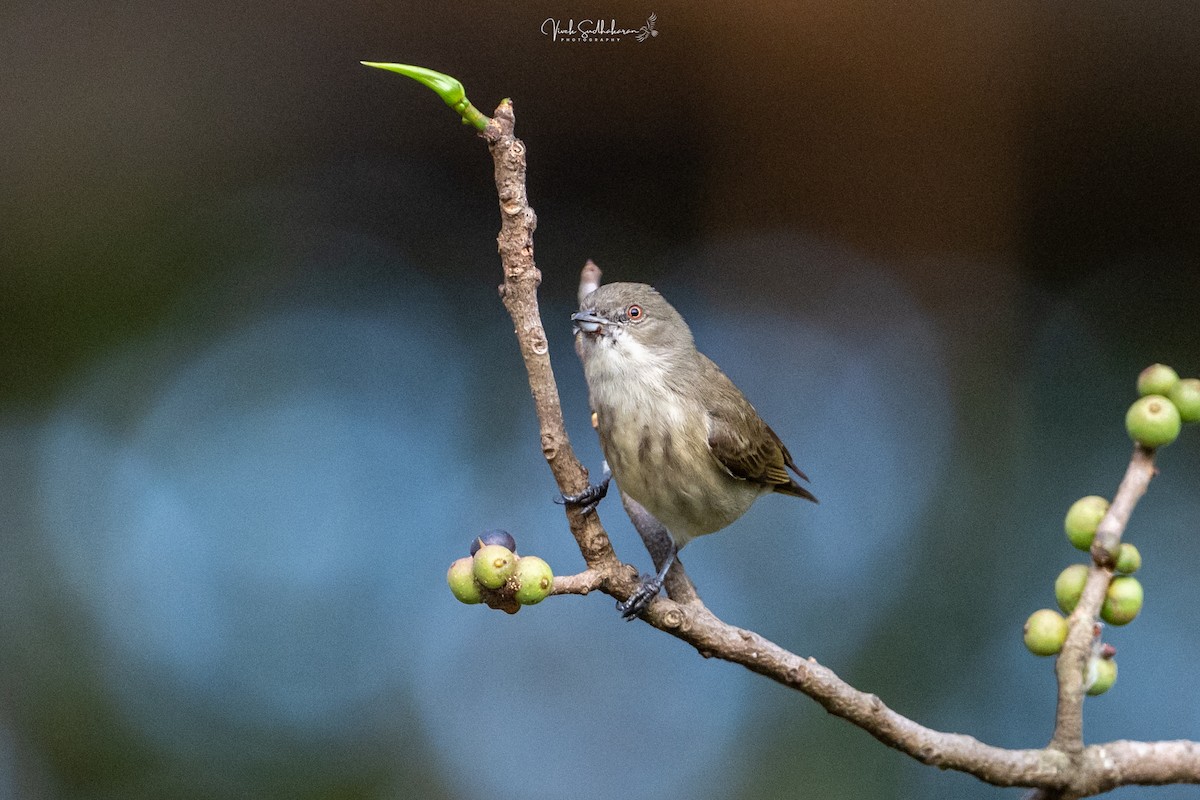 Thick-billed Flowerpecker - ML647339814