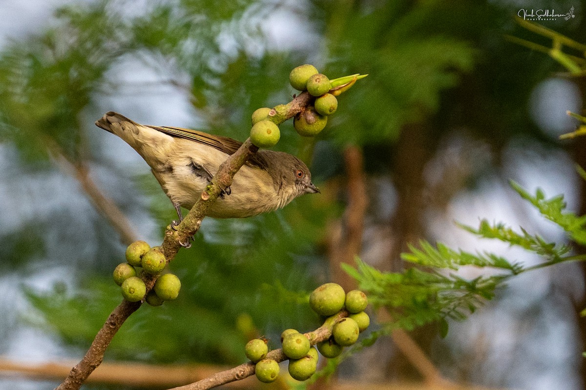 Thick-billed Flowerpecker - ML647339815