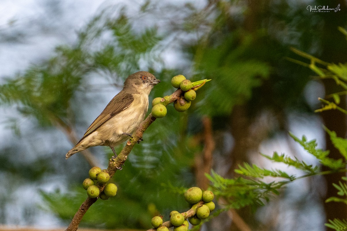 Thick-billed Flowerpecker - ML647339816