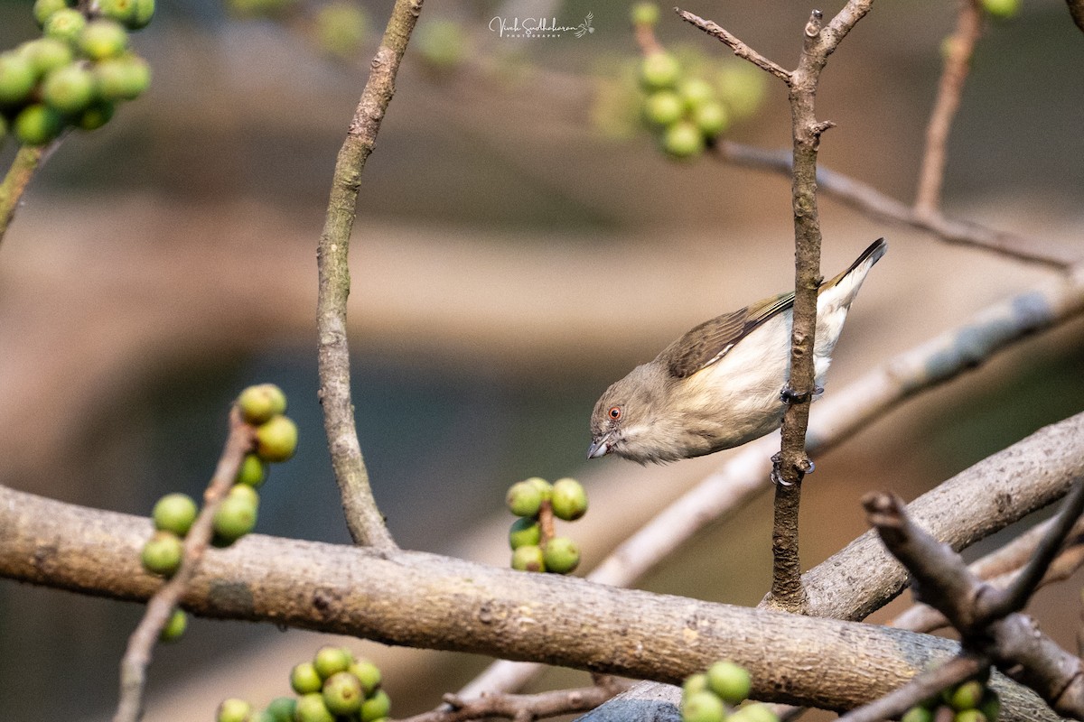 Thick-billed Flowerpecker - ML647339817