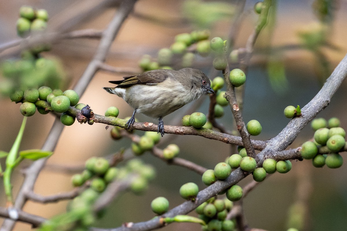 Thick-billed Flowerpecker - ML647339818