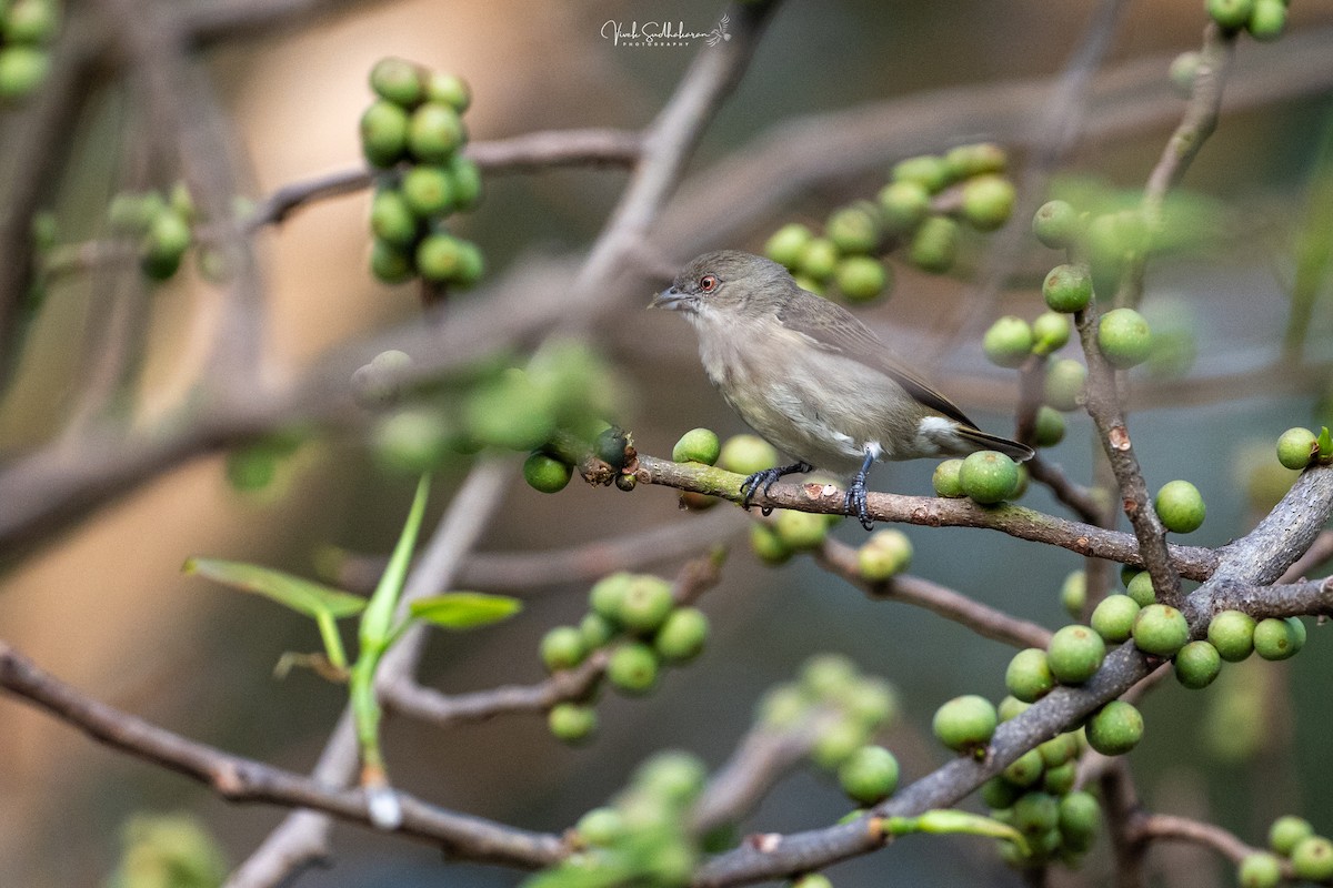 Thick-billed Flowerpecker - ML647339819