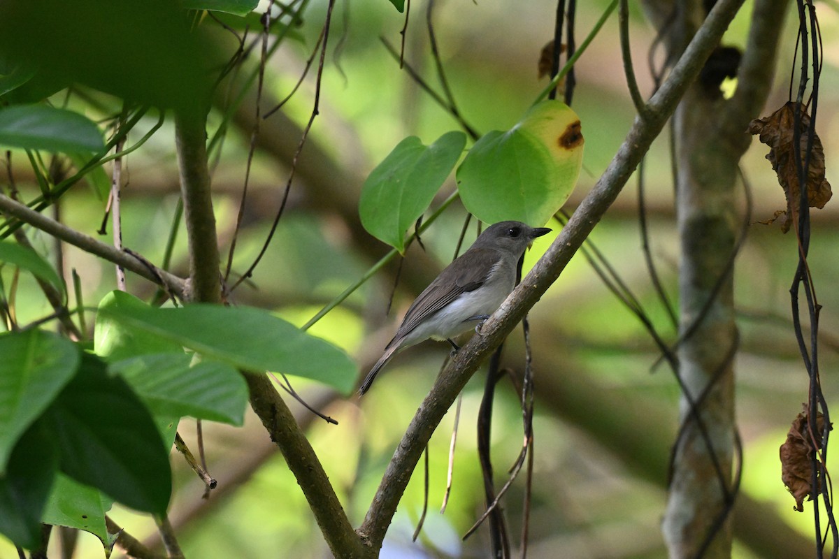 Mangrove Whistler - ML647339832