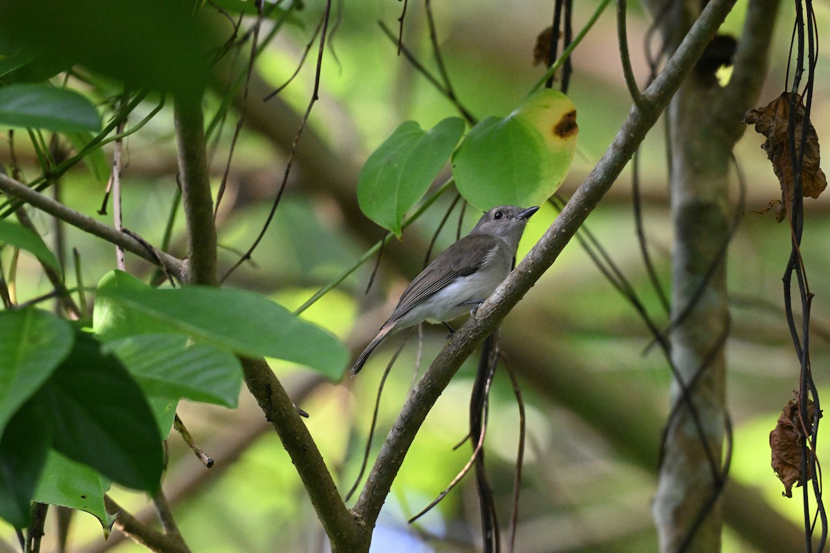 Mangrove Whistler - ML647339833
