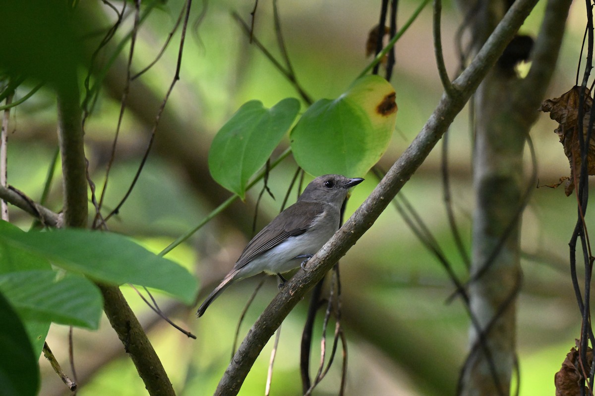 Mangrove Whistler - ML647339845