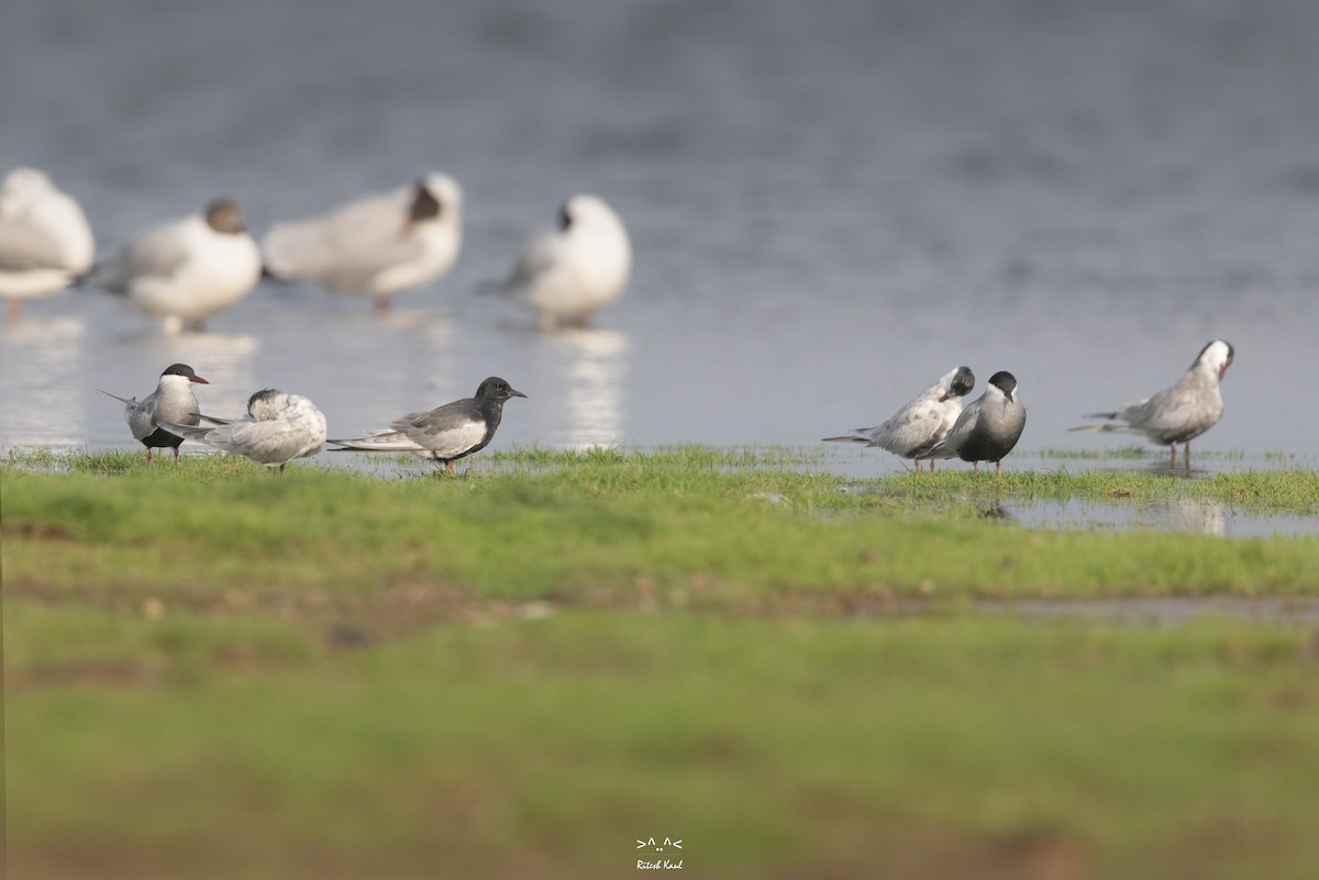 White-winged Tern - ML647339851