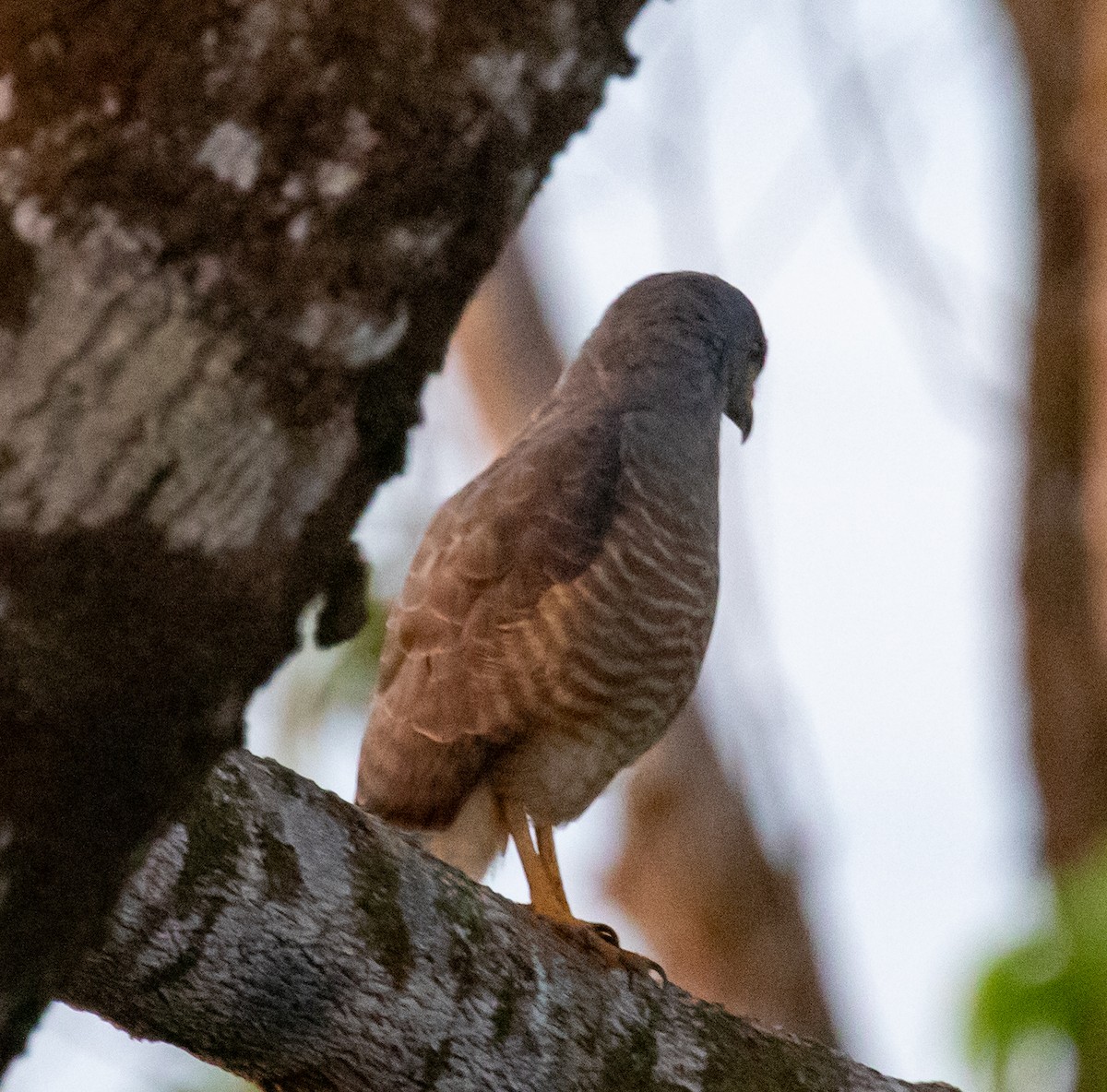 Roadside Hawk - ML647339852