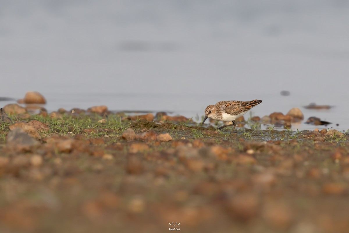 Little Stint - ML647339854