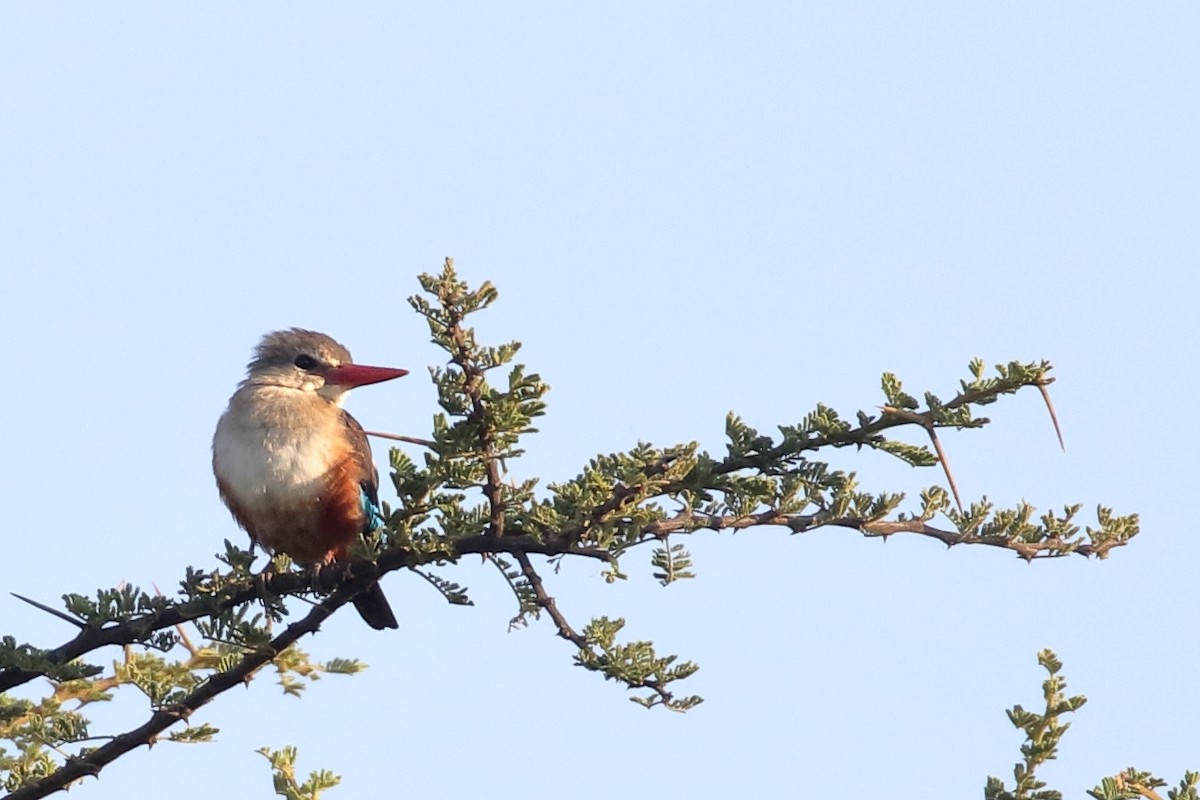 Gray-headed Kingfisher - ML647339862