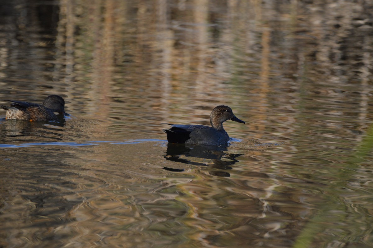 Gadwall - ML647339871