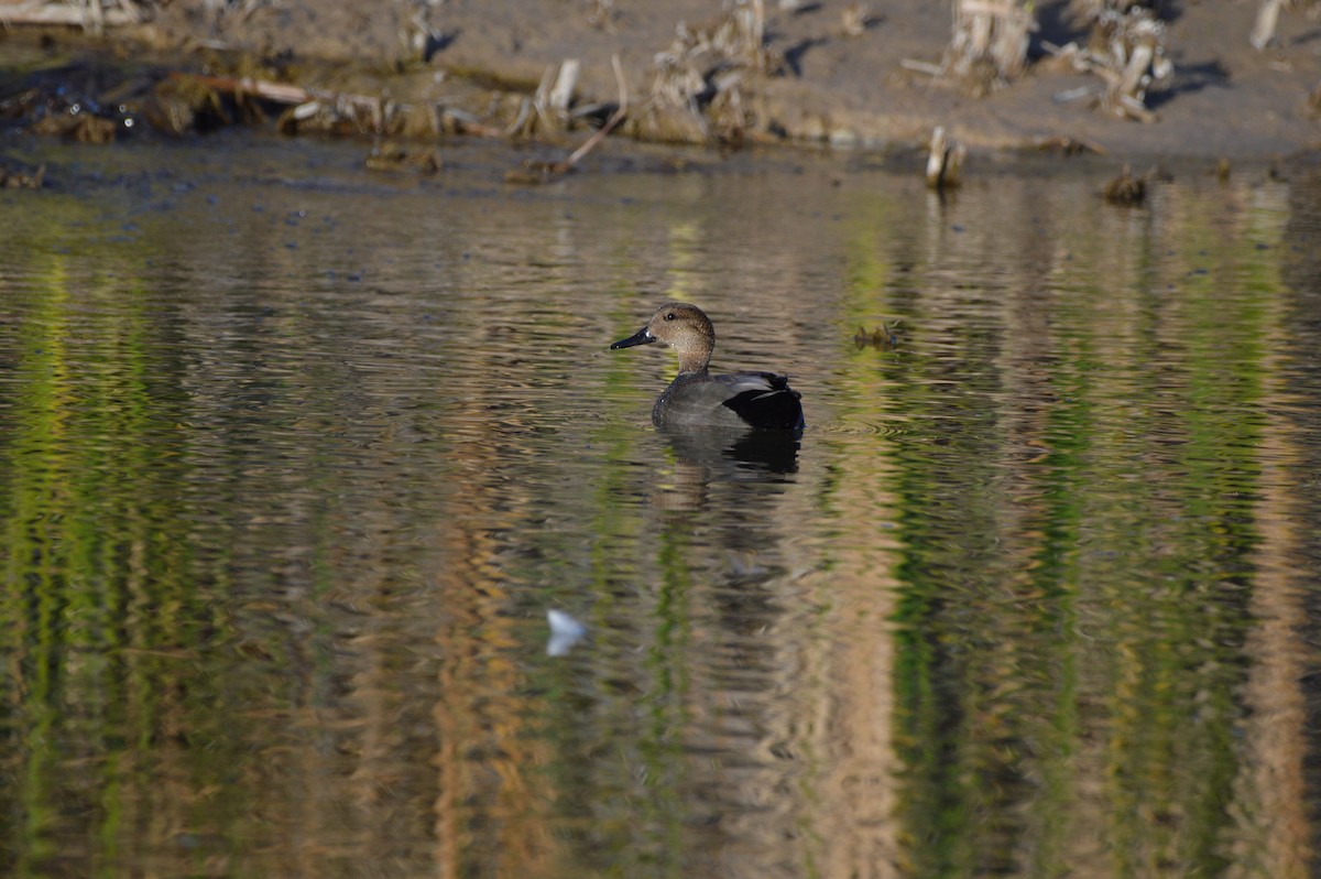 Gadwall - ML647339872