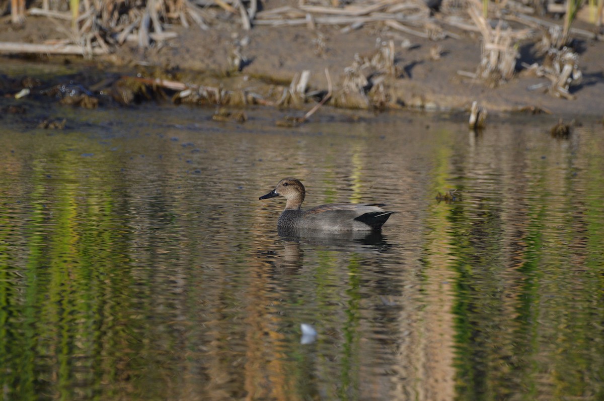 Gadwall - ML647339873
