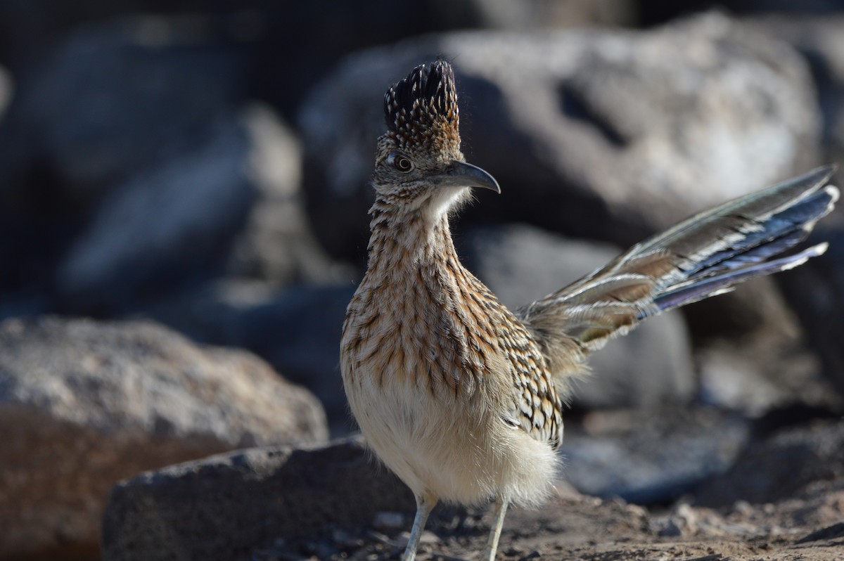 Greater Roadrunner - ML647339876