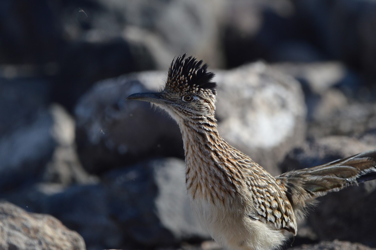 Greater Roadrunner - ML647339877