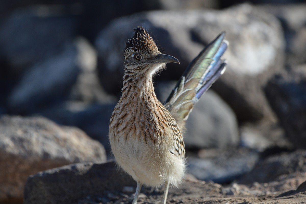 Greater Roadrunner - ML647339878