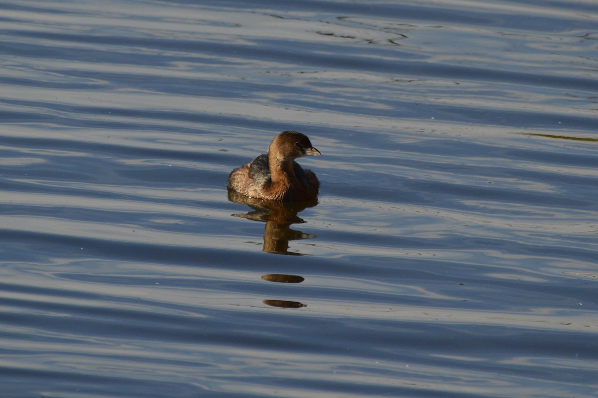 Pied-billed Grebe - ML647339880