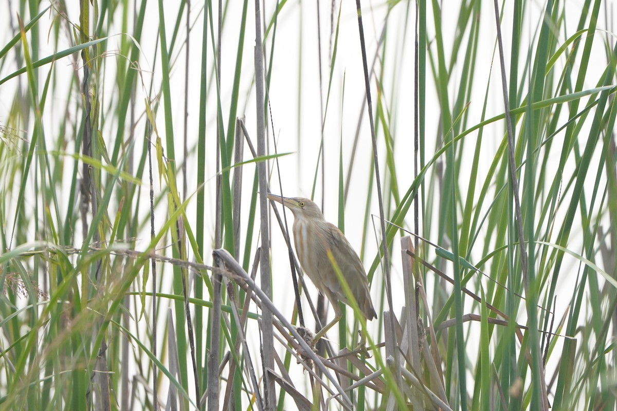 Китайский волчок - ML647339882