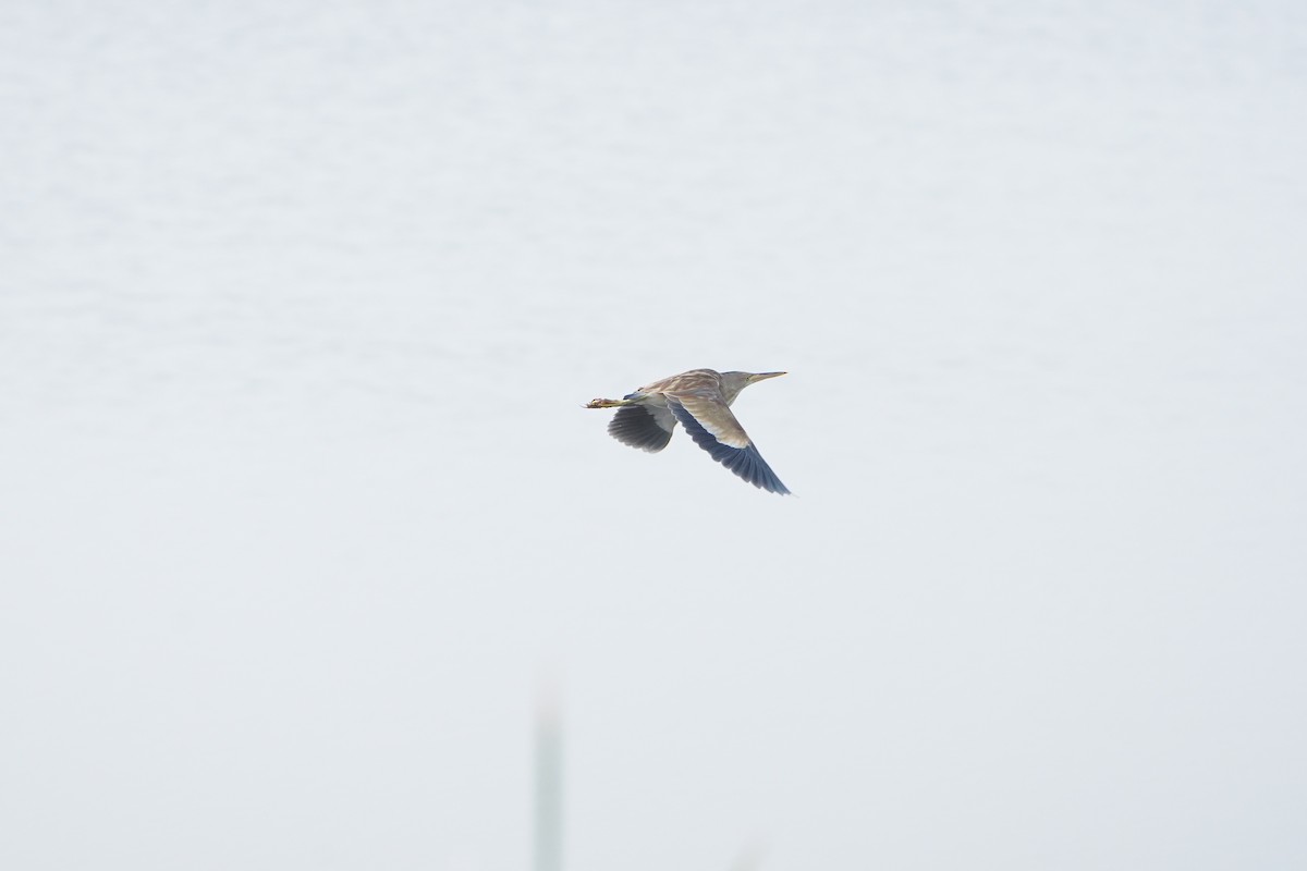 Китайский волчок - ML647339883