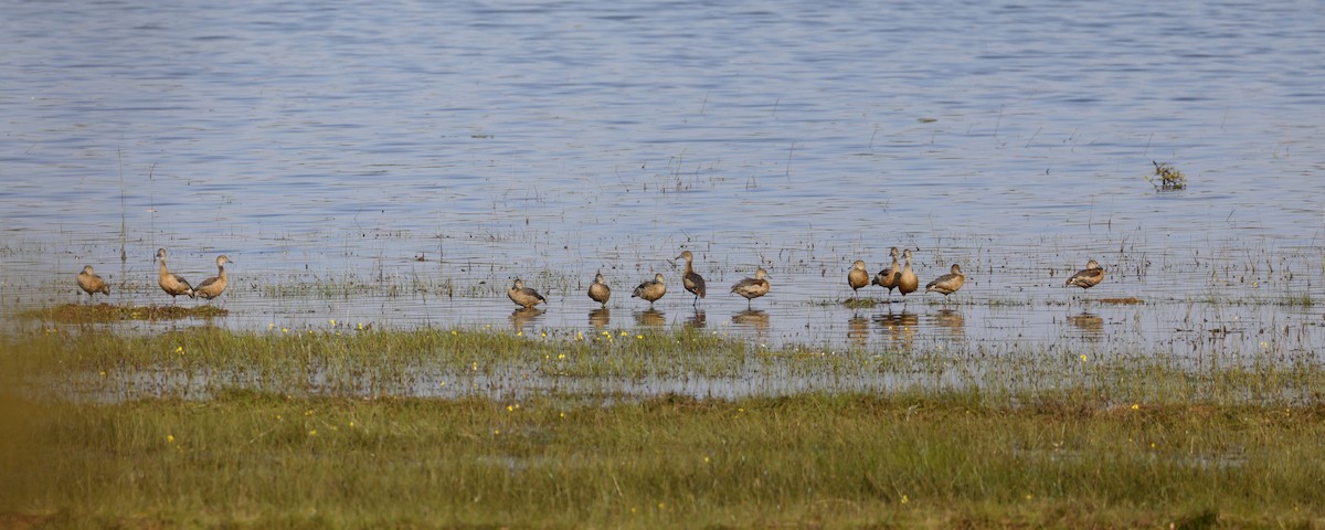 Малая древесная утка - ML647339884