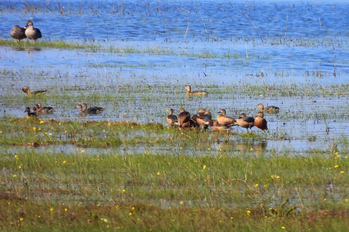 Малая древесная утка - ML647339885