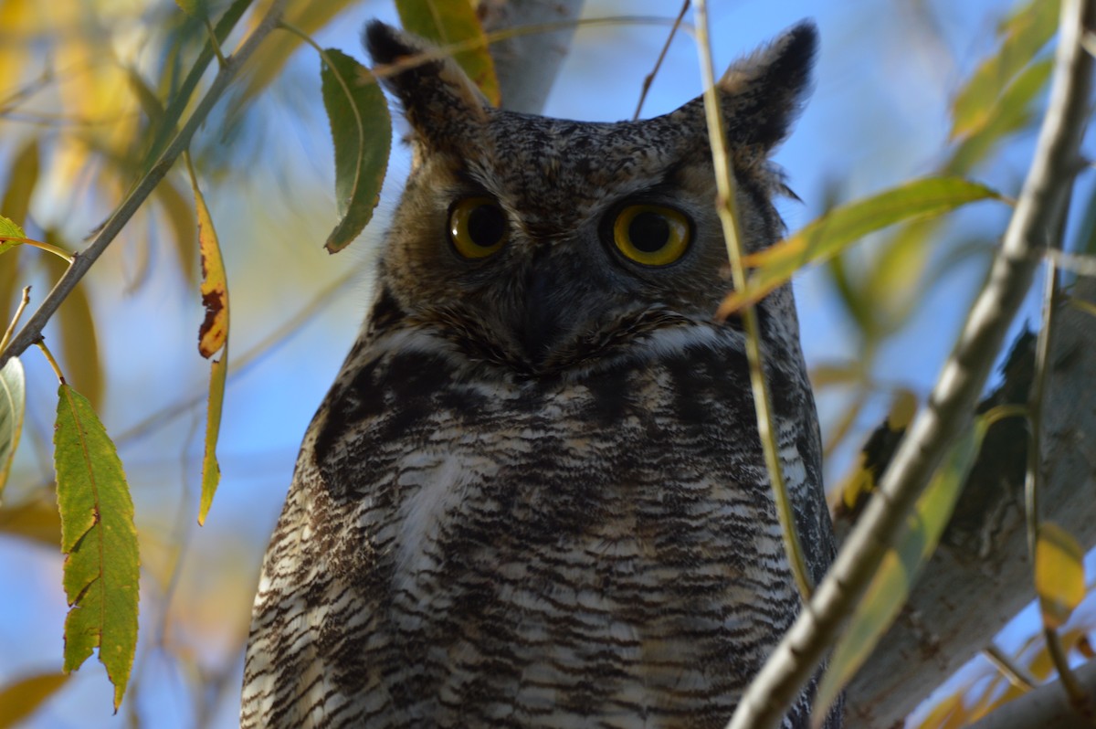 Виргинский филин - ML647339887