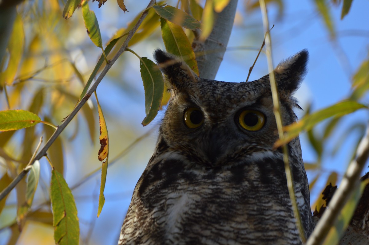 Виргинский филин - ML647339888