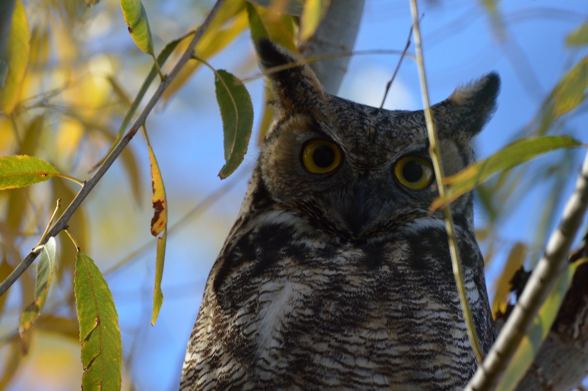 Виргинский филин - ML647339889