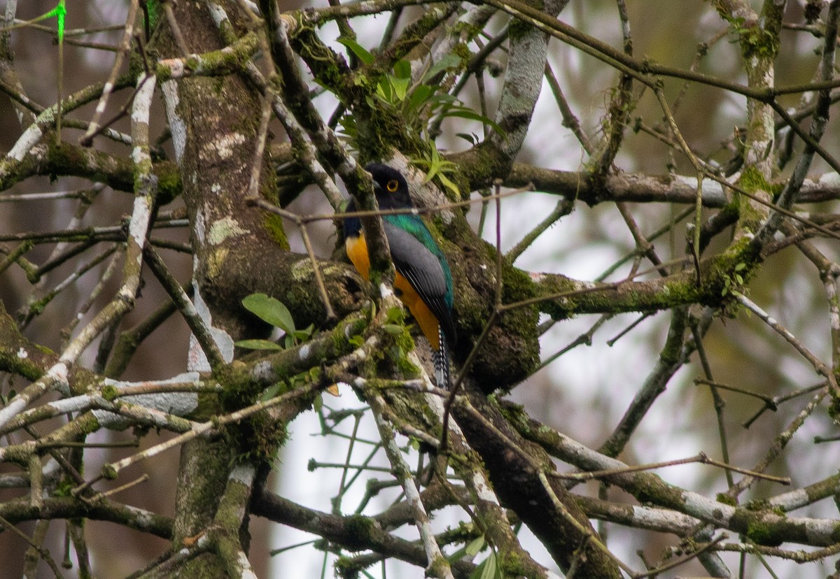 Желтобрюхий трогон - ML647339890