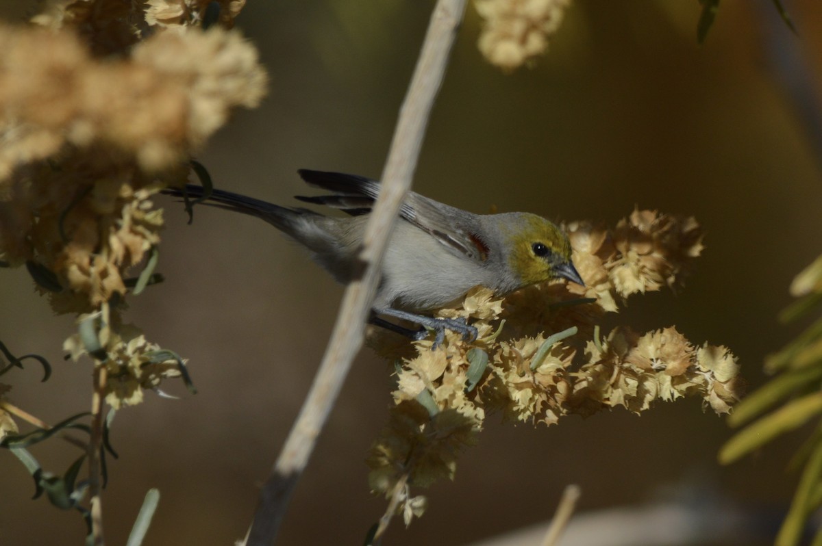 Американский ремез - ML647339892