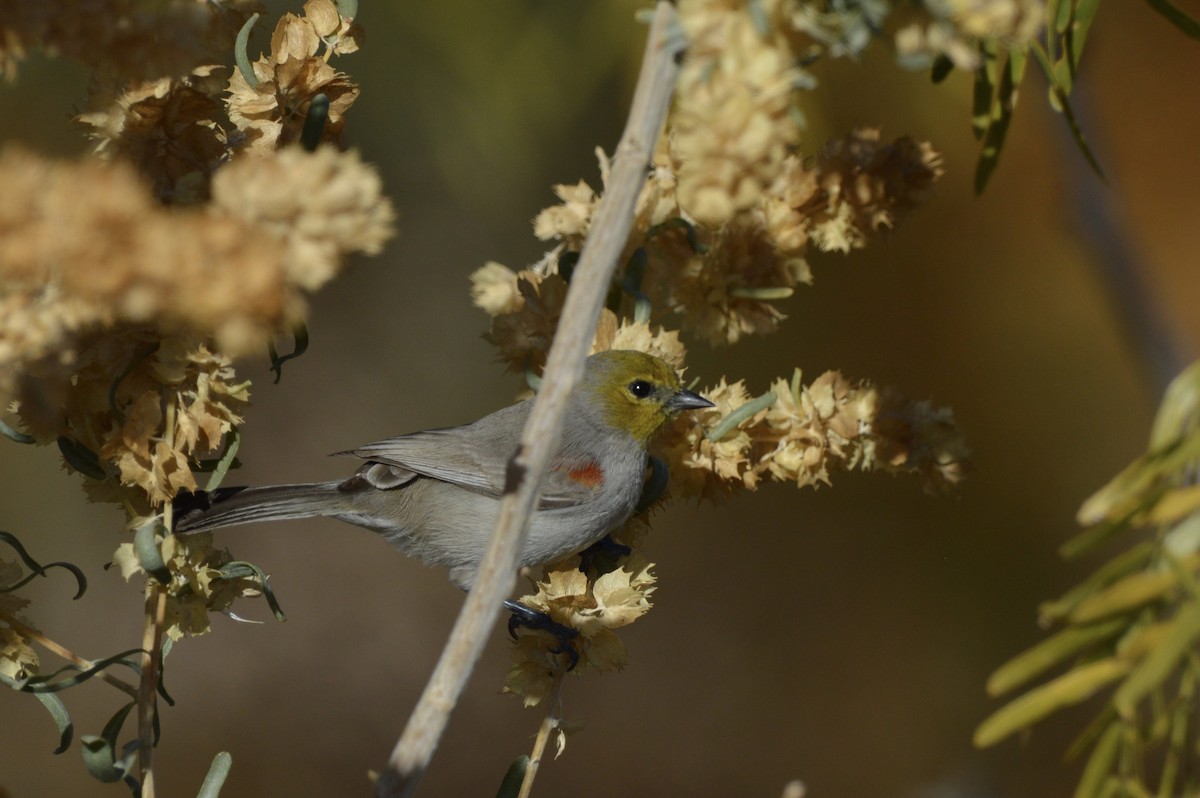 Американский ремез - ML647339893