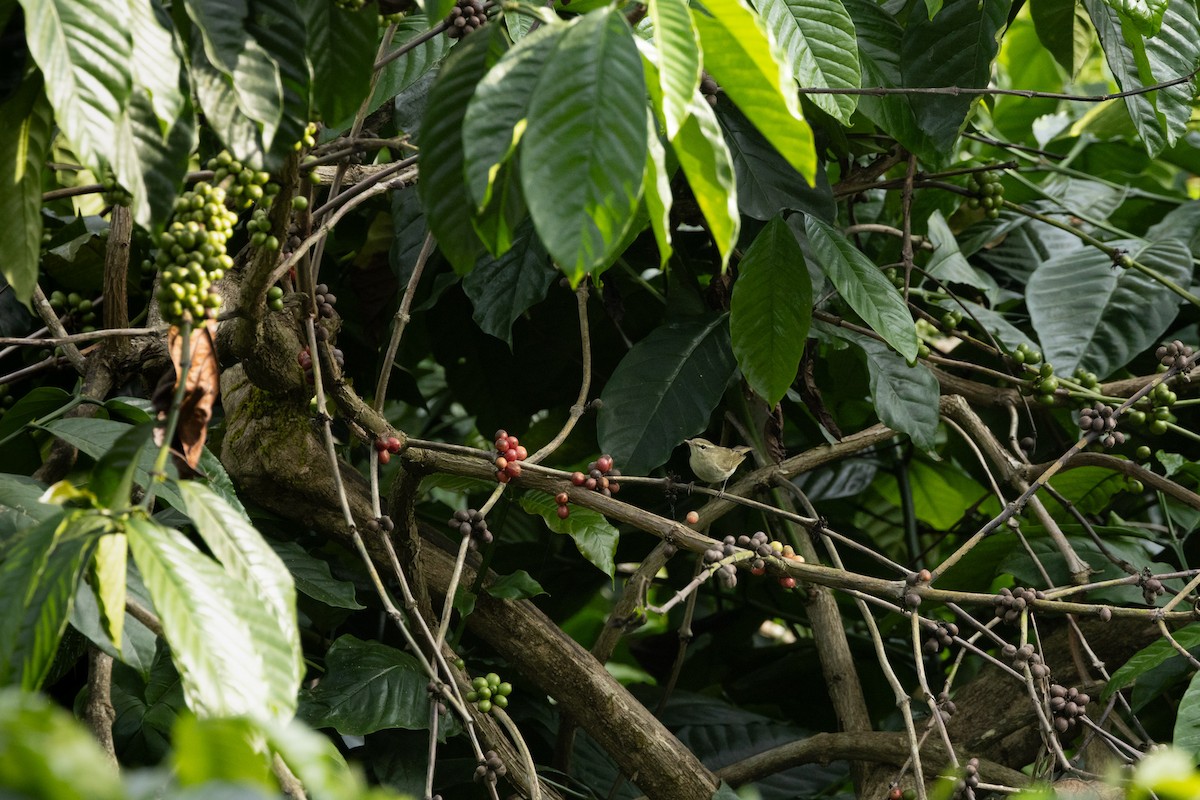 Зелёная пеночка - ML647339895