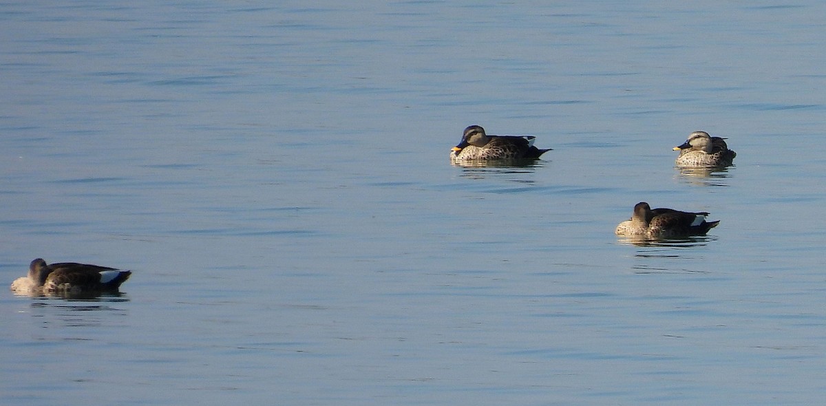 Пестроносая кряква - ML647339898